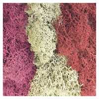 Green Stuff World - Islandmoos