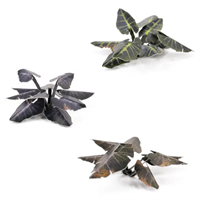 Gamers Grass - Sch.Elefantenohr (Black Magic Taro)