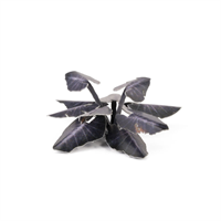 Gamers Grass - Sch.Elefantenohr (Black Magic Taro)