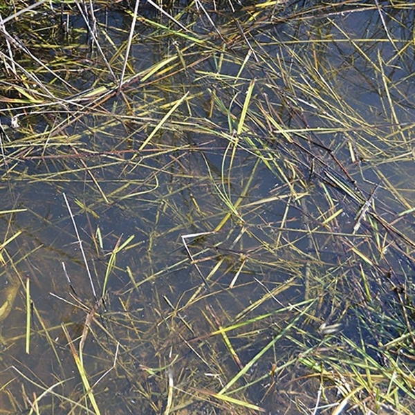 AK Interactive - Diorama: Still Water