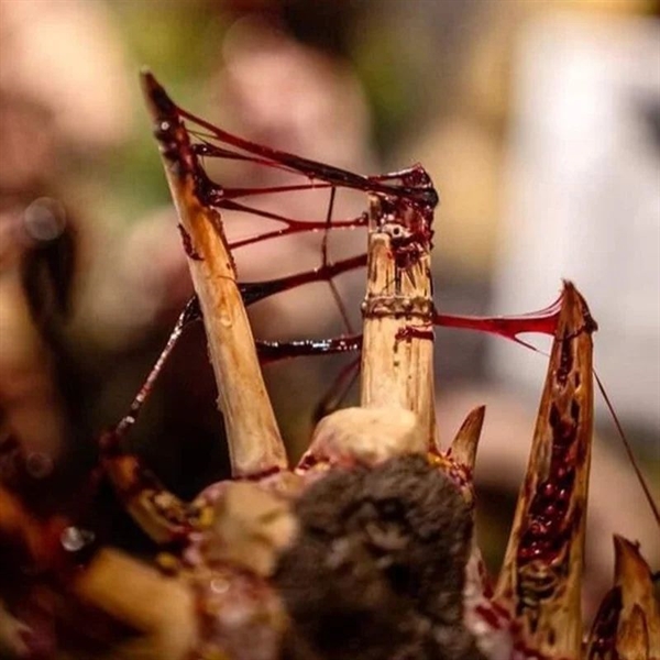 Modelmates - Dirty Down, Gore