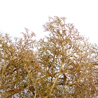 Green Stuff World - Meerschaumbume