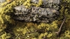 Gamers Grass - Shrubs Light Green (6mm)