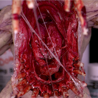 Modelmates - Dirty Down, Snot