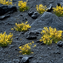 Gamers Grass - Yellow Flowers (6mm)