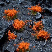 Gamers Grass - Orange Flowers (6mm)