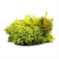 Battlefield Basing - Grasstreu