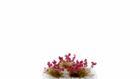 Gamers Grass - Garnet Tulip Tiny Flowers (4mm)